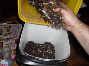 Wormbin6.JPG